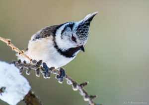 immagini di fauna di Gabriele Minguzzi